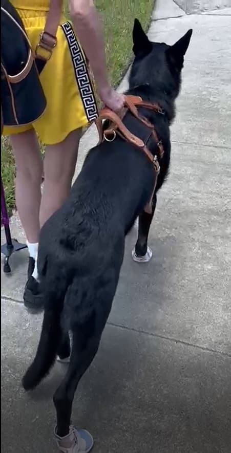 A black service dog in a leather harness walking beside its handler on a sidewalk