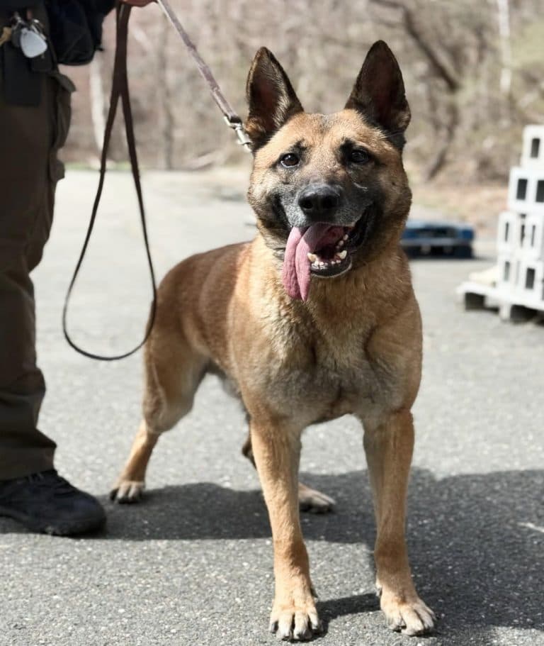A Belgian Malinois on a long lead, panting after a search exercise
